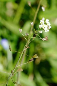 Hirtentäschel (Foto: Kärt Urman)
