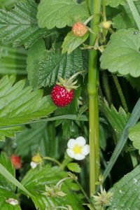 Wald-Erdbeere