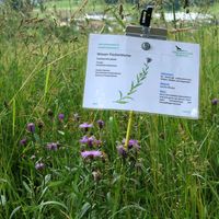 Wiesen-Flockenblume